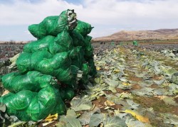 Cabbage Bags (Summer 25Kg) OUT OF STOCK