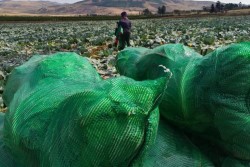 Cabbage Bags (Winter 20Kg) OUT OF STOCK